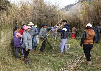Humedales de SCLC libres de carrizo invasor