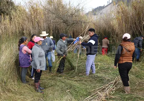 Humedales de SCLC libres de carrizo invasor