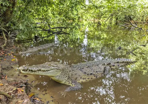 Compiten por territorio cocodrilos y humanos