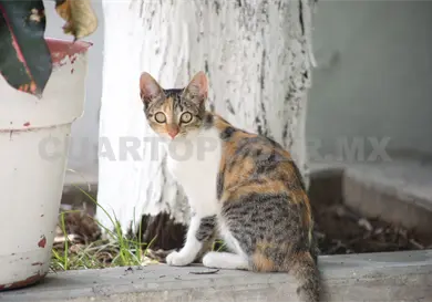 Priorizan y promueven el cuidado animal