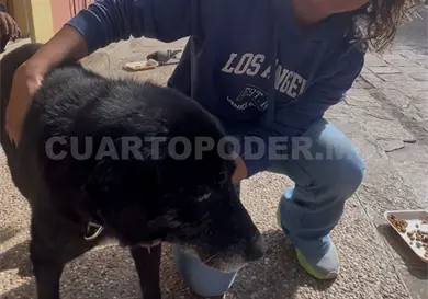 Mufasa fue dado de alta, regres&oacute; al andador