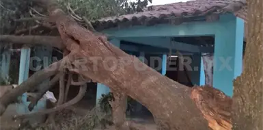 Caen &aacute;rboles sobre viviendas en Tonal&aacute;