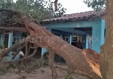 Caen &aacute;rboles sobre viviendas en Tonal&aacute;