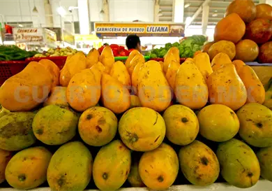 Alertan por p&eacute;rdidas en la producci&oacute;n de mango Ata&uacute;lfo