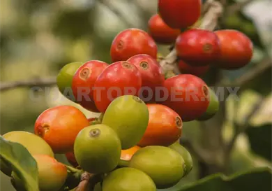 Reestructurar&aacute; nueva ley cadena productora de caf&eacute;