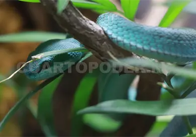 Persiste fauna silvestre en hogares