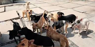 Devoran perros a becerros en Tonal&aacute;