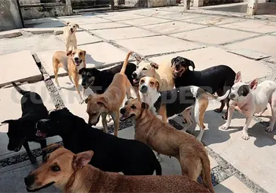 Devoran perros a becerros en Tonal&aacute;