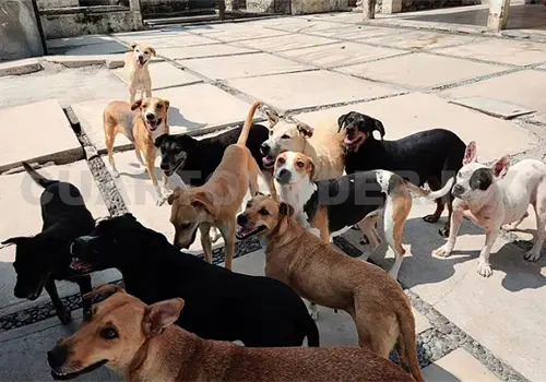 Devoran perros a becerros en Tonal&aacute;