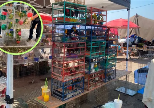 Aseguran m&aacute;s de cien aves silvestres en Morelos