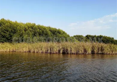Detectan problemas de azolvamiento en lagunas Detectan problemas de azolvamiento en lagunas