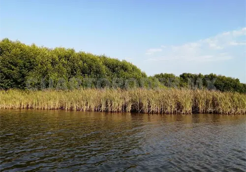 Detectan problemas de azolvamiento en lagunas