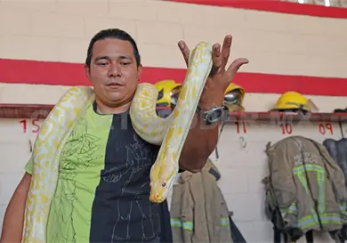 Persiste el comercio ilegal de fauna silvestre en Chiapas Persiste el comercio ilegal de fauna silvestre en Chiapas