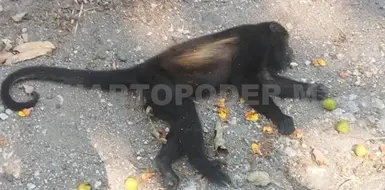 Descartan emergencia tras muerte de mono por GBG