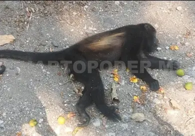 Descartan emergencia tras muerte de mono por GBG Descartan emergencia tras muerte de mono por GBG