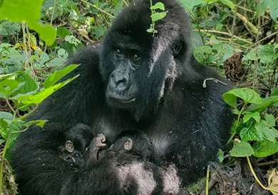 ¡Nacen gemelos gorilas! ¡Nacen gemelos gorilas!