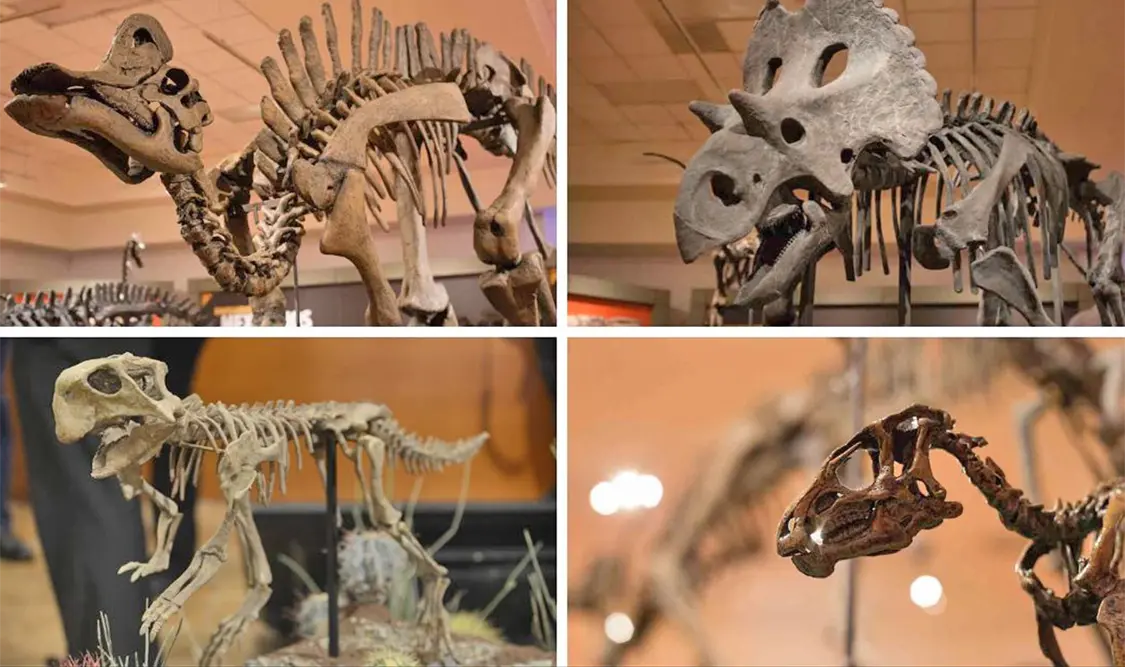 Recientemente se descubrió el fósil de un nuevo dinosaurio carnívoro en Coahuila. Cortesía