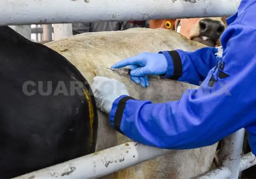 TIE, la mejor t&eacute;cnica contra el gusano barrenador