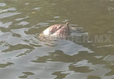 Atrapan delfines en muelle de pesca en el Soconusco Atrapan delfines en muelle de pesca en el Soconusco
