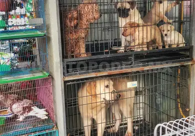 Insalubridad y abandono: denuncias por maltrato animal Insalubridad y abandono: denuncias por maltrato animal