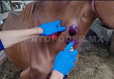 Lluvias traerán rebrote de gusano barrenador Lluvias traerán rebrote de gusano barrenador
