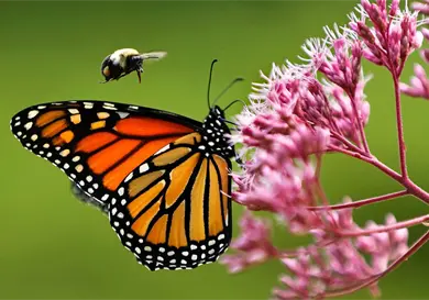 Mariposa monarca en peligro; piden protecci&oacute;n