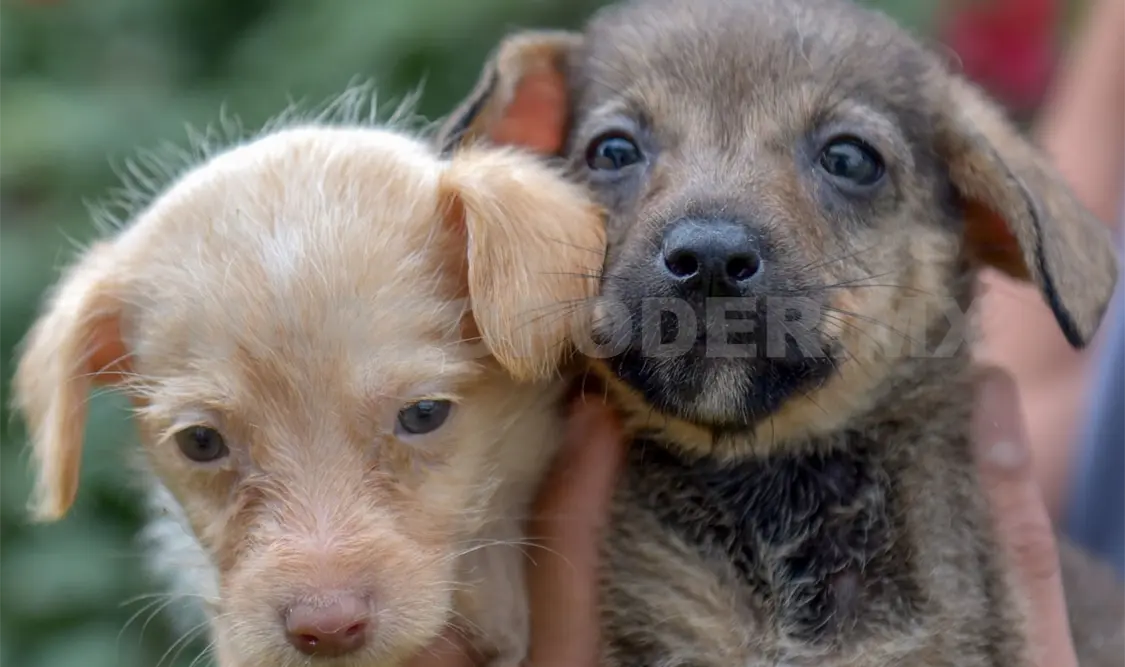 Buscan crear conciencia sobre la tenencia responsable. Diego Pérez / CP