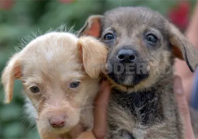 Invitan a Feria de Adopción Canina Invitan a Feria de Adopción Canina