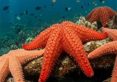 Sin cerebro, pero brillantes