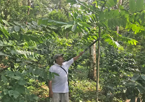 Impulsan producci&oacute;n de canela en el Soconusco