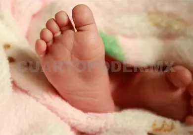 Continúa proyecto Pichitón Continúa proyecto Pichitón