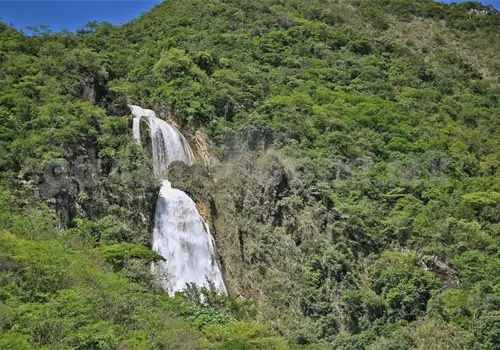 Impulsan actualización de la Ley Forestal Impulsan actualización de la Ley Forestal