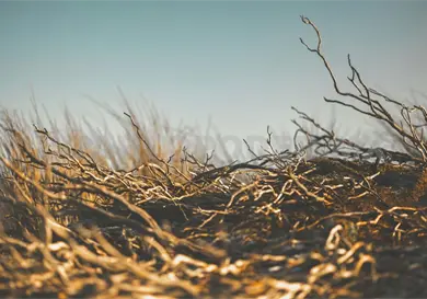 Ocho municipios de la entidad registran sequ&iacute;a