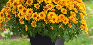 Perfectas para atraer la buena suerte