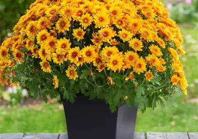 Perfectas para atraer la buena suerte