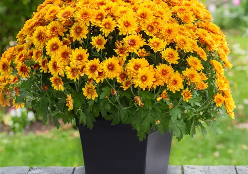 Perfectas para atraer la buena suerte Perfectas para atraer la buena suerte