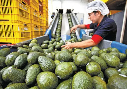 Anuncian presencia de aguacate michoacano en EUA