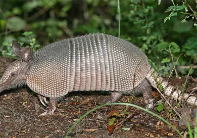 Inquieta uso de fauna en el Carnaval Coiteco