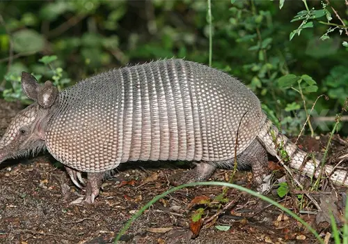 Inquieta uso de fauna en el Carnaval Coiteco