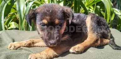 Lomito que sufr&iacute;a maltrato es rescatado