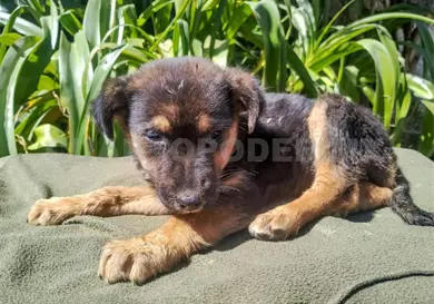 Lomito que sufr&iacute;a maltrato es rescatado