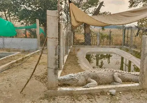 Incendio da&ntilde;a centro de rescate animal