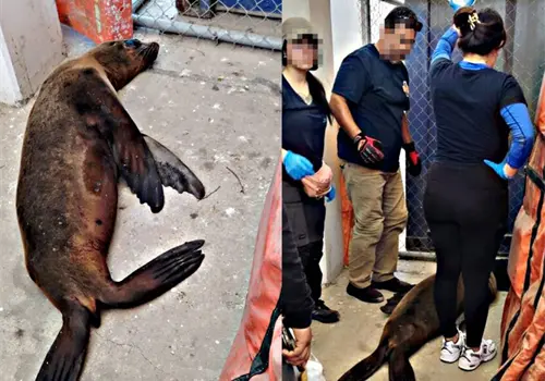 Rescatan a lobo marino en Cabo San Lucas