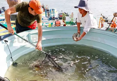 Impulsan producci&oacute;n pesquera en Chiapas