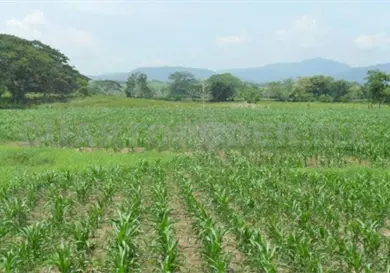 Proyectan producci&oacute;n de 35 mil toneladas de ma&iacute;z