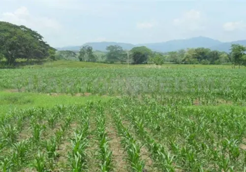 Proyectan producci&oacute;n de 35 mil toneladas de ma&iacute;z