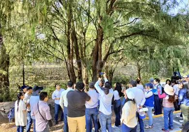 Buscan rescatar &aacute;rboles de sabino