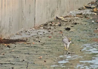 Crean mapa para observación de aves en la entidad Crean mapa para observación de aves en la entidad