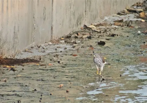 Crean mapa para observación de aves en la entidad Crean mapa para observación de aves en la entidad
