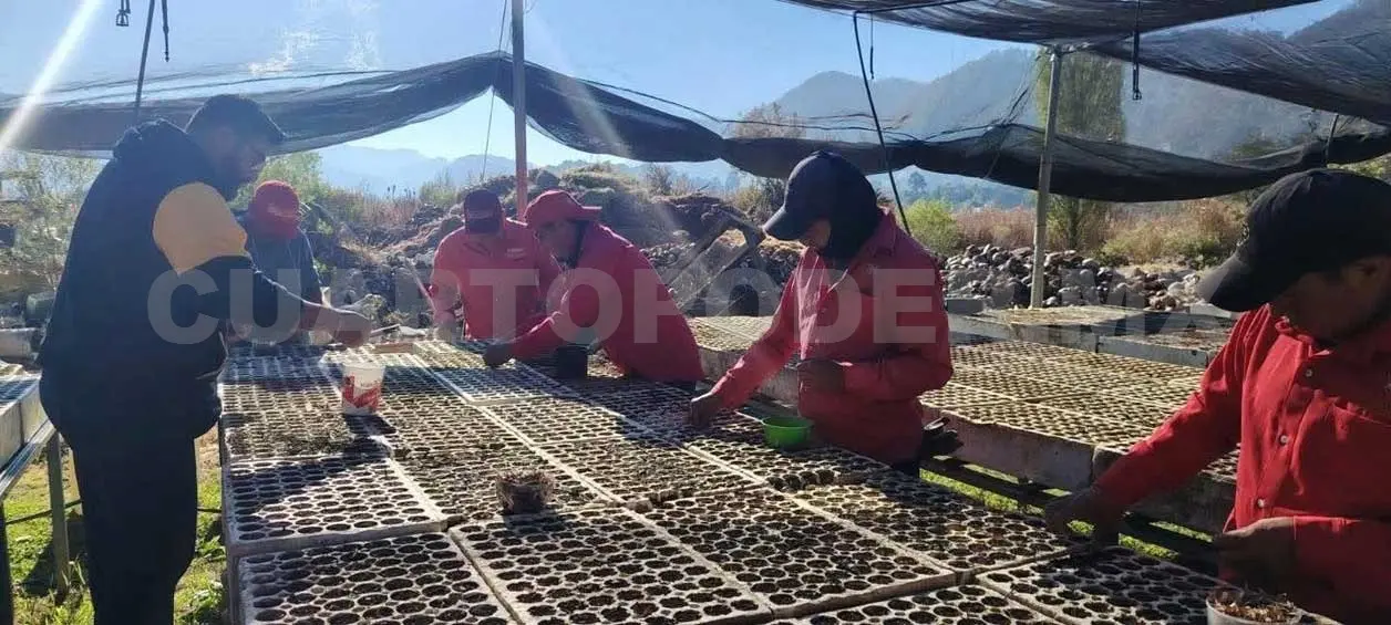 Con esta estrategia se busca abarcar más hectáreas y realizar una reforestación ordenada. Manuel Martínez / CP